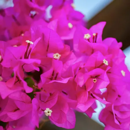 Lejlighed Laa Melossa